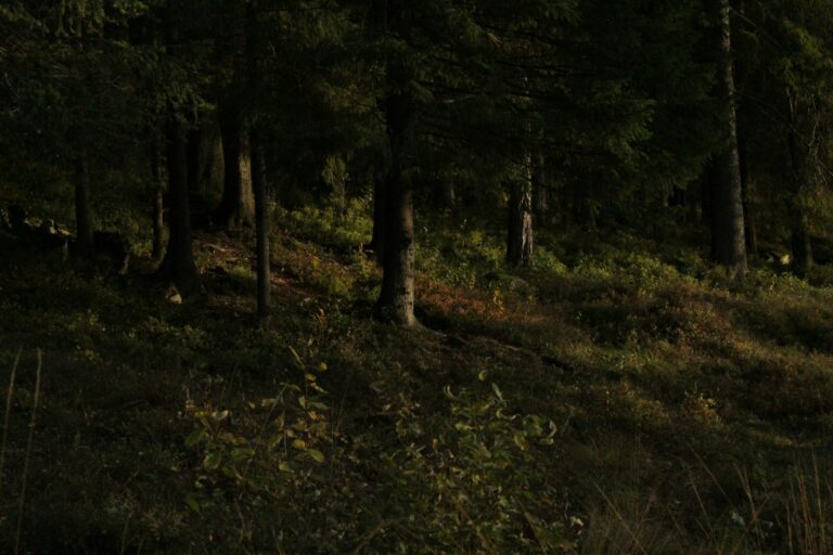 Tematisk illustrasjon